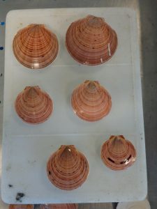 3-les-coquilles-pechees-au-large-des-belep